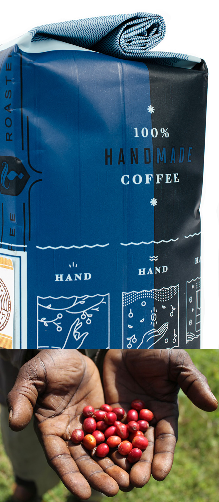 Torch Coffee Roasters packaging and photo of hands with coffee berries