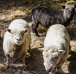 Red Car Wine sheep