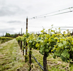 Red Car Wine syrah vines