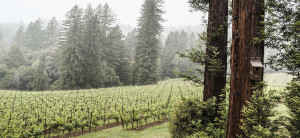 Red Car Wine vineyards color