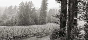 Red Car Wine vineyards black and white