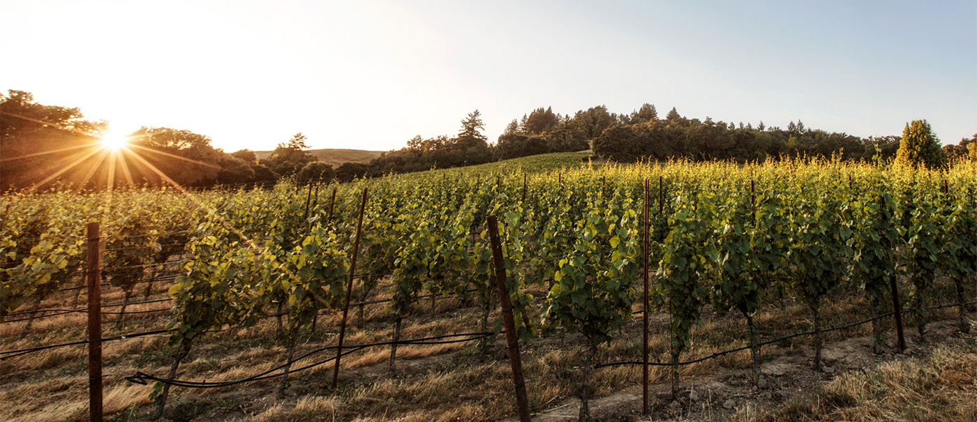 Red Car Wine vineyards at sunset