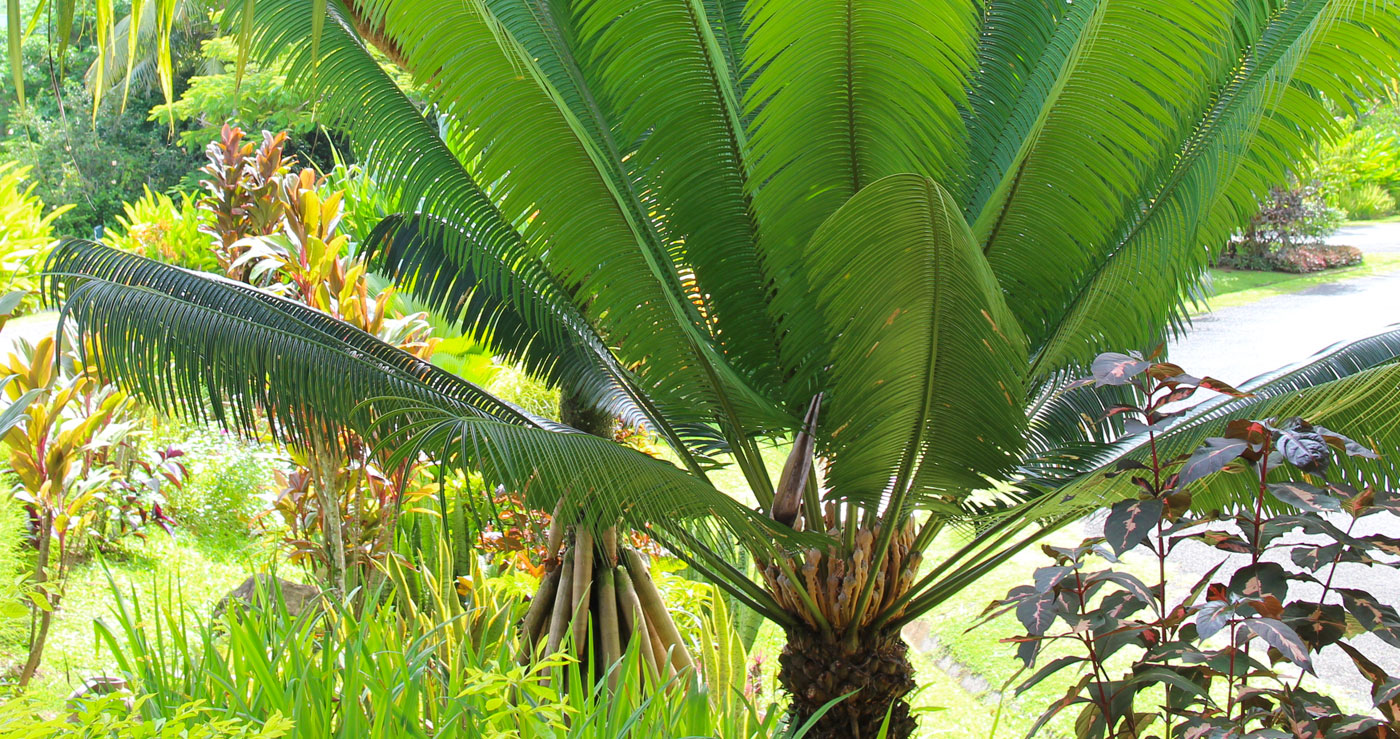 Photo of Naviti Resort palm and plants