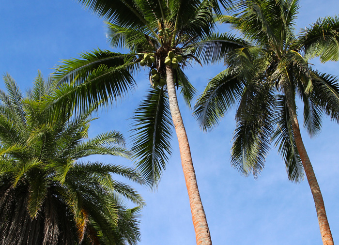 Photo of Naviti Resort palm trees