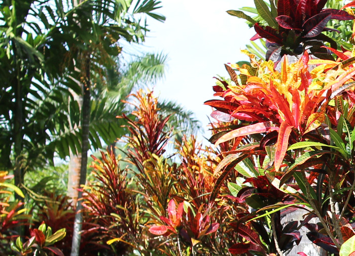 Photo of Naviti Resort tropical plants