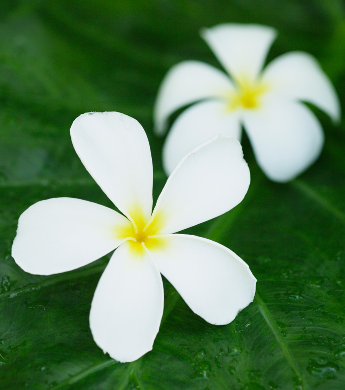 Photo of Naviti Resort flowers