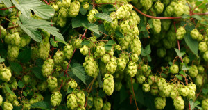 Photo of hop flowers