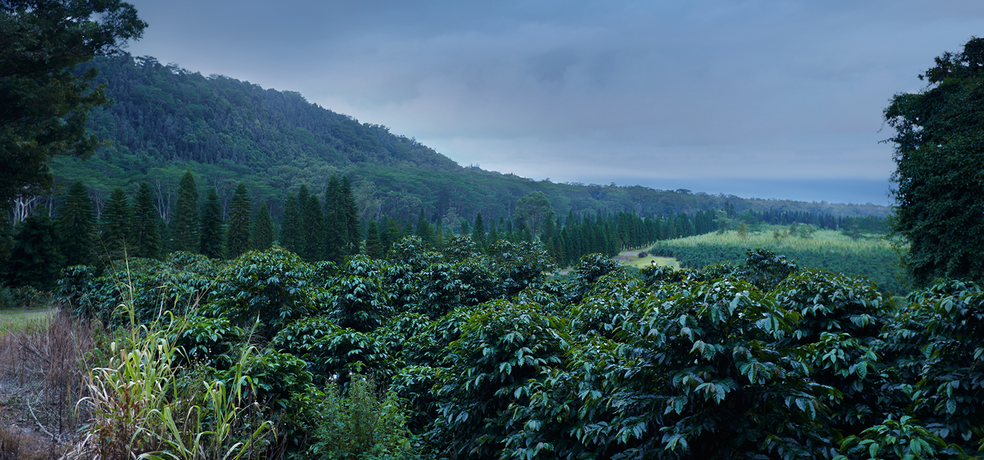 Kona Coffee Purveyors coffee plantation
