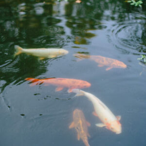 Koi pond