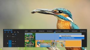 What's New graphic for Scene Edit Detection in Premiere showing a clip of a kingfisher