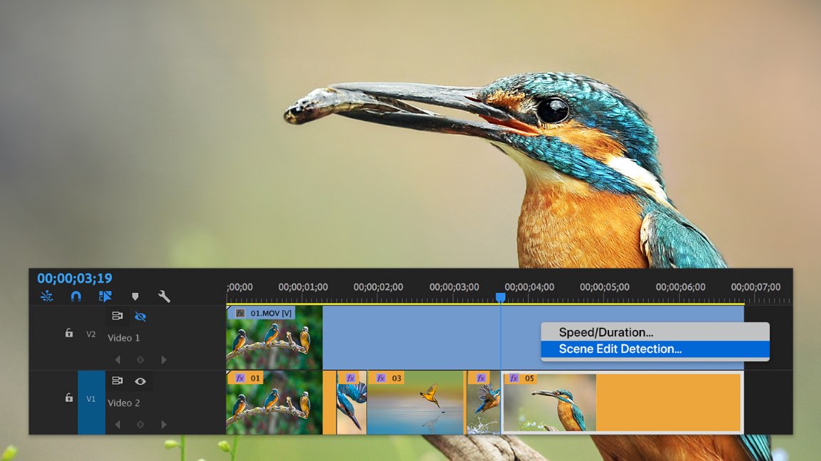 What's New graphic for Scene Edit Detection in Premiere showing a clip of a kingfisher