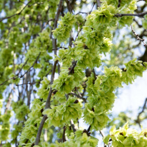 green blossoms on branches
