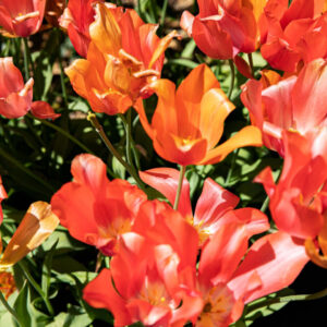 warm red tulips