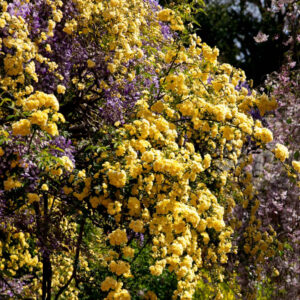spray of yellow and purple flowers